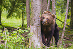 brown bear