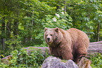 brown bear