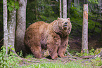 brown bear
