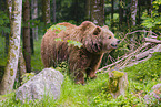 brown bear