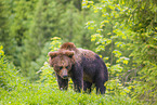 brown bear