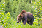 brown bear