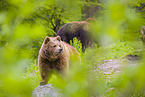 brown bears