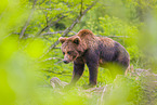 brown bear