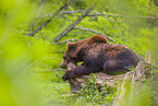 brown bear