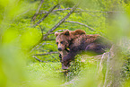 brown bear