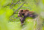brown bear
