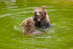 brown bears