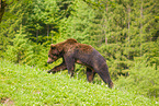 brown bear
