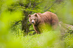 brown bear