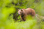 brown bear