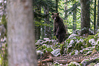 Eurasian brown bear