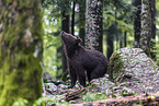 Eurasian brown bear