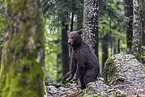 Eurasian brown bear