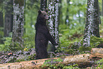 Eurasian brown bear
