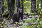 Eurasian brown bear