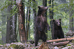 Eurasian brown bear