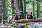 Eurasian brown bear