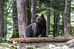 Eurasian brown bear