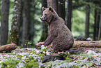 Eurasian brown bear