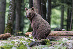 Eurasian brown bear