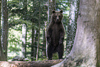 Eurasian brown bear