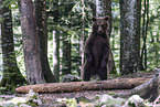 Eurasian brown bear