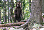 Eurasian brown bear