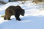 european brown bear