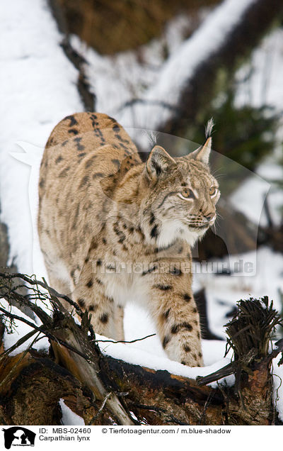 Carpathian lynx / MBS-02460