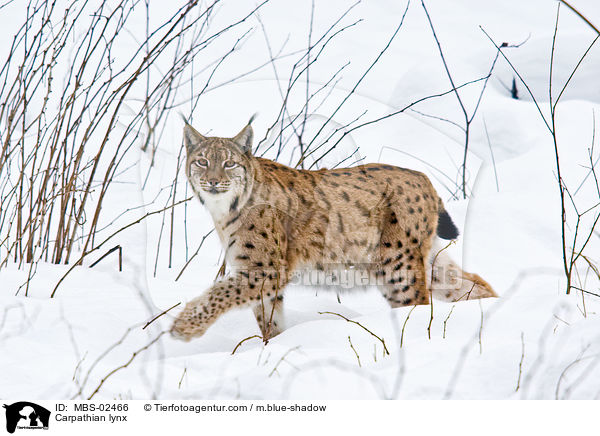 Carpathian lynx / MBS-02466
