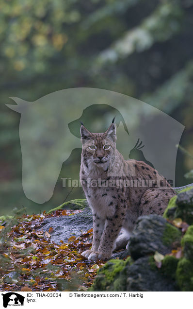 Europischer Luchs / lynx / THA-03034