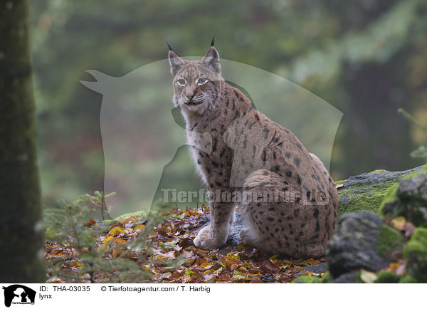 Europischer Luchs / lynx / THA-03035