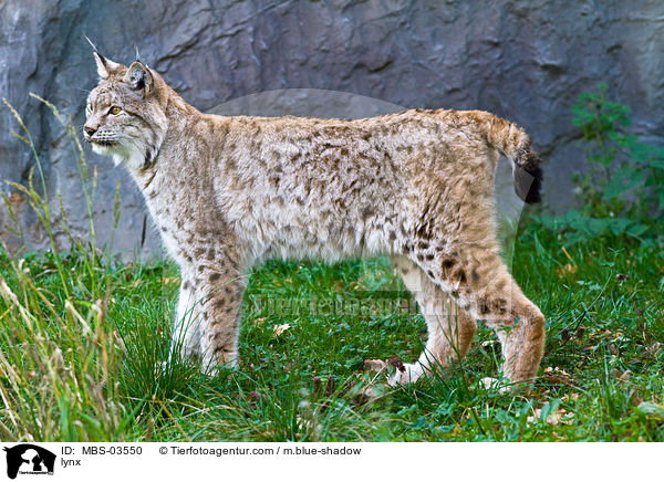 Europischer Luchs / lynx / MBS-03550