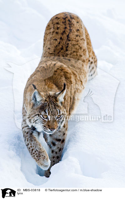 Europischer Luchs / lynx / MBS-03818