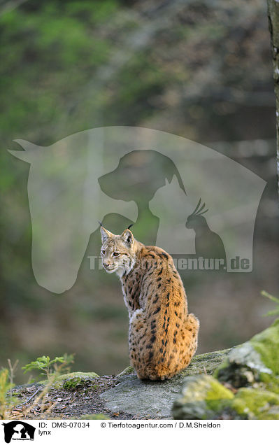 lynx / DMS-07034