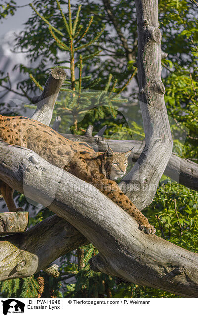 Europischer Luchs / Eurasian Lynx / PW-11948