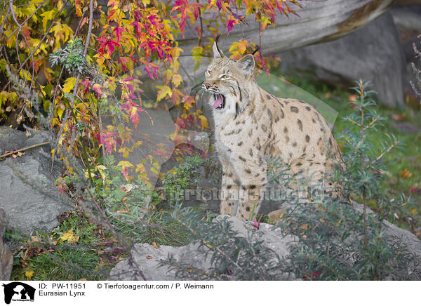 Europischer Luchs / Eurasian Lynx / PW-11951