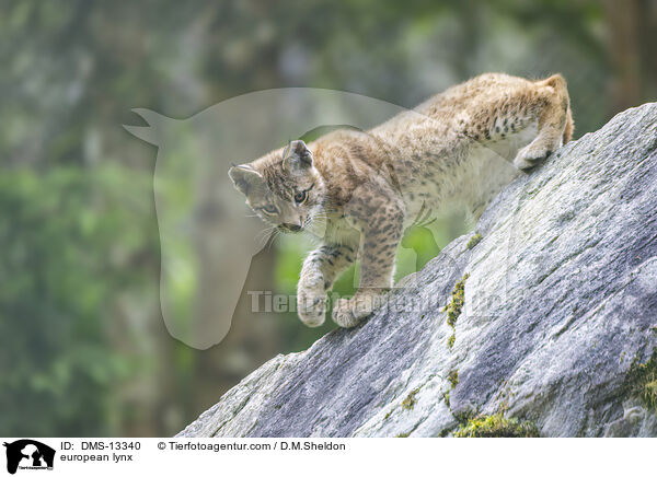 Europischer Luchs / european lynx / DMS-13340