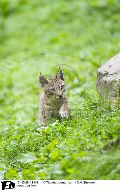 Europischer Luchs / european lynx / DMS-13348
