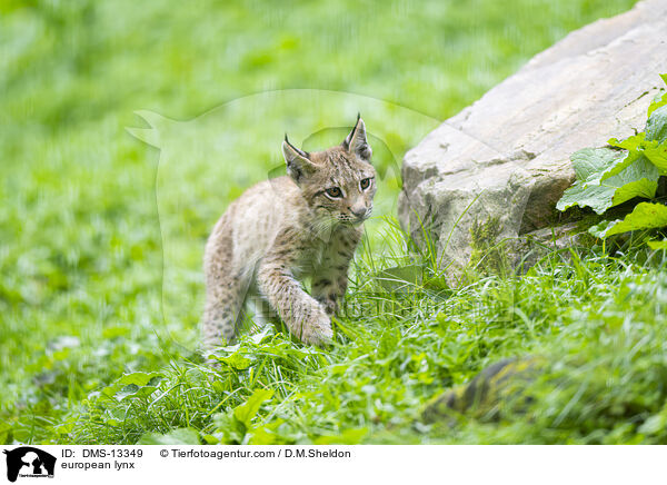 Europischer Luchs / european lynx / DMS-13349