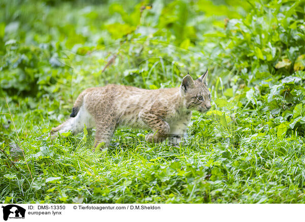 Europischer Luchs / european lynx / DMS-13350