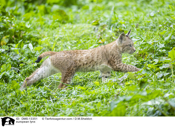 european lynx / DMS-13351