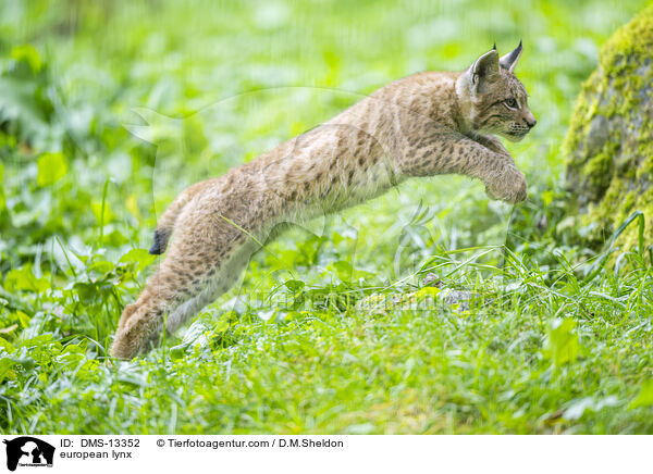 Europischer Luchs / european lynx / DMS-13352