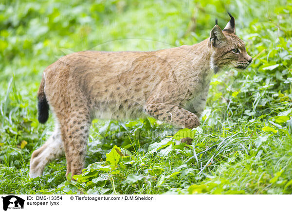 Europischer Luchs / european lynx / DMS-13354