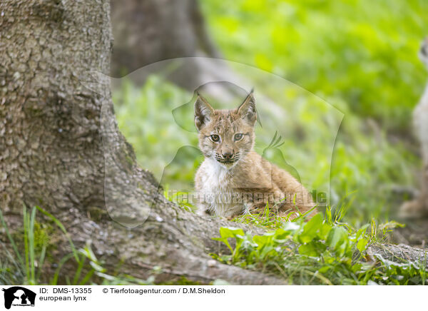 Europischer Luchs / european lynx / DMS-13355