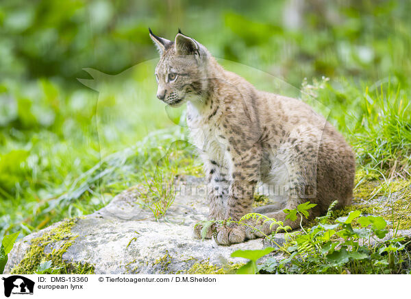 Europischer Luchs / european lynx / DMS-13360