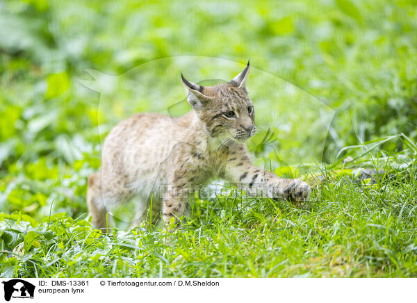 european lynx / DMS-13361