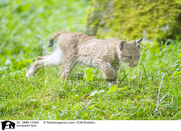 european lynx / DMS-13362