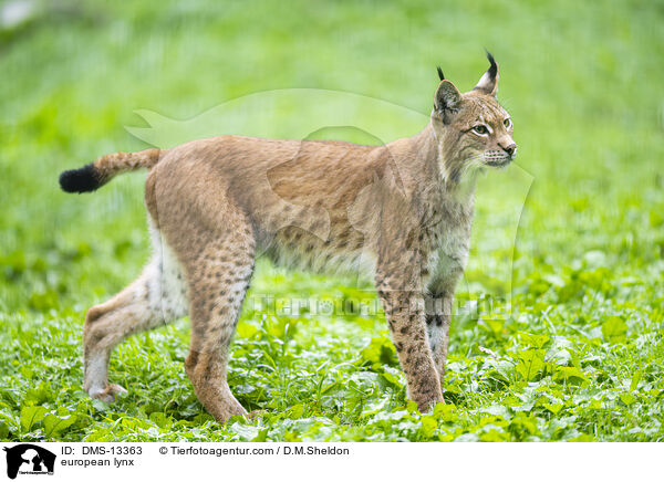 european lynx / DMS-13363